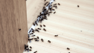 ants in the kitchen (1)