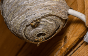 Bees and Hornets Nest Bee & Hornet Nest Removal